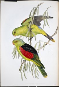 Rödvingad Lory (Aprosmictus Erythropterus) (handfärgad litho) av John (after) Gould