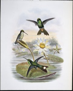 Röd ventilerad vit spets (handfärgad litho) av John (after) Gould