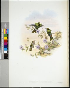 Roraima Coquette (lophornis pavoninus) (handfärgad litho) av John (after) Gould