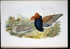Ruff (handfärgade lemmar) av John (after) Gould