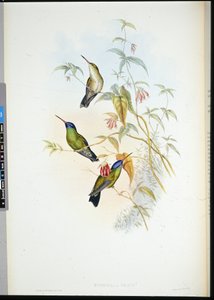 Rufous Flame-bärare (selasphorus rufus) (handfärgad litho)