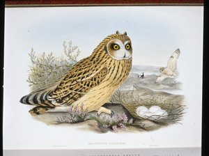 KORTÖRAD UGLA (Bracyotus Palustris) (handfärgad litho) av John (after) Gould