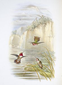 Salvins eldbärare. (Selasphorus ardens). (handfärgad litho) av John (after) Gould