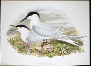Smörgåstärna (Actochel Cantiaca) (handfärgad litho) av John (after) Gould