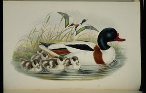 Shell Duck (Tadorna Vulpanser) (handfärgad litho) av John (after) Gould