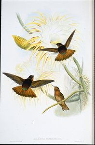Shining Sunbeam (Agliaeactis Cupripennis) (handkolorerad litho) av John (after) Gould
