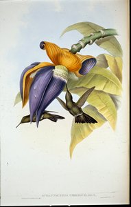 Dyster kolibri (Aphantochroa cirrhochloris) (handfärgade medlemmar) av John (after) Gould