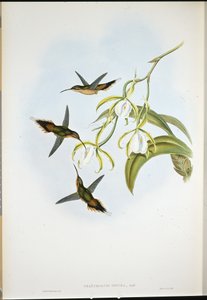 Södra eremit (Phaethornis Zonura) (handkolorerad litografi) av John (after) Gould