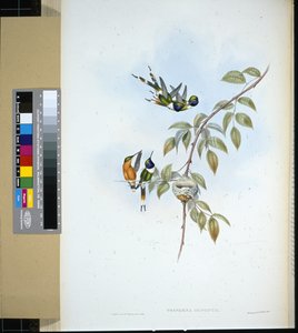Glittrande svans (tryphaena dupontii) (handfärgad litho) av John (after) Gould