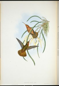 Spixs sågnäbb (Grypus Spixi) (handfärgad litho) av John (after) Gould