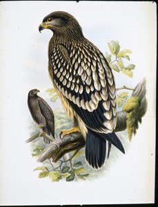 Spotted Eagle (Aquila Naevia) (handfärgad litho)
