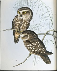 Fläckig uggla (Athene Maculata) (handfärgad litho) av John (after) Gould