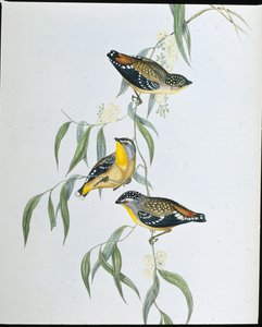 Fläckig pardalote (Pardalotus Punctatus) (handfärgad litho) av John (after) Gould