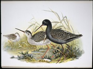 Fläckig rödben (Totanus Fuscus) (handfärgad litho) av John (after) Gould
