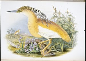 Squacco Heron (Buphus Comatus) (handfärgad litho) av John (after) Gould