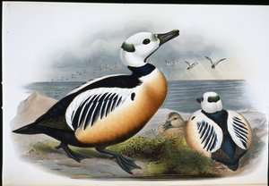 Stellers anka (Eniconetta Stelleri) (handfärgad litho)