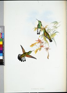 Stripe-tail kolibri (Eupherusa Eximia) (handfärgad litho) av John (after) Gould