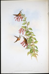 Stripe-throated eremit (Phaethornis Striigularis) (handfärgad litho) av John (after) Gould