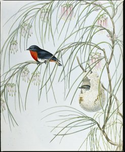 Swallow Dicaeum (handfärgade figurer) av John (after) Gould