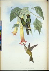 Svärdsnäbb (Docimastes Ensiferus) (handfärgad litho) av John (after) Gould