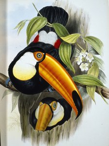 Toco Toucan (Ramphastos Toco) (手彩色リソ)スウェーデン語