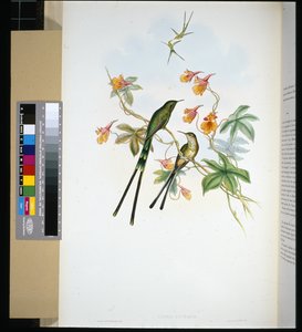 Tågbärare (lesbia eucharis) (handfärgad litho) av John (after) Gould