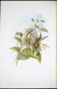 Tågbärande eremit (Phaethornis Syrmatophorus) (handfärgad litho) av John (after) Gould