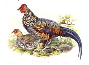Två asiatiska fasaner (Gallus Sonneratii) graverade av konstnären och William Hart (1823-1894) (litho) av John (after) Gould