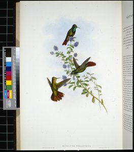 Tyrian-tail (metallura Tyrianthina) (handfärgad litho) av John (after) Gould