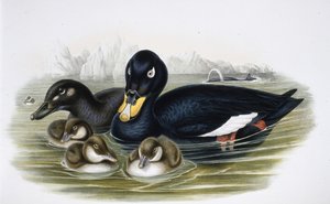 Velvet Scoter (oidemla fusca) (handfärgad litho) av John (after) Gould