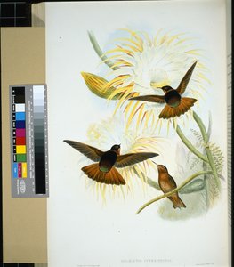 Venezuelansk Stenura (panychlora stenura) och (panychlora Russata) (handfärgad litho) av John (after) Gould