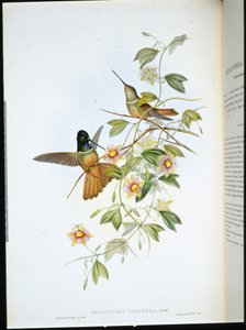 Violettstrupig stjärnfront (Helianthea Violifera) (handfärgad litho) av John (after) Gould