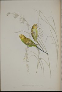 Warbling Grass Papegoja (Melopsittacus Undulatus) (handfärgad litho) av John (after) Gould