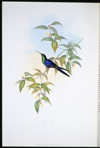 Watertons tränymf (Thalurania Watertoni) (handfärgad litho) av John (after) Gould