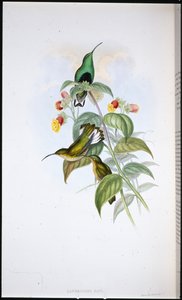 Vitsvansad sammetsbröst (Lafresnaya Gayi) (handfärgad litho) av John (after) Gould