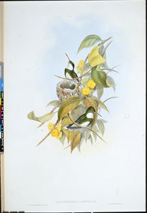 Vitstrupe (Leucochloris Albicollis) (handfärgad litho) av John (after) Gould