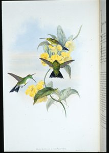 Vitstrupig smaragd (Thaumatias Leucogaster) (handfärgad litho) av John (after) Gould