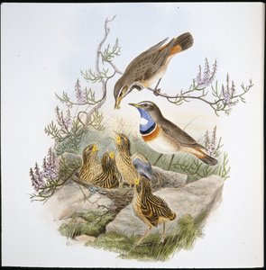 Blåbröst med vit hals (Cyanecula Leucocyana) (handfärgad litho) av John (after) Gould