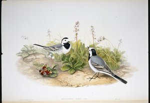 Vit vipstjärt (Motacilla Alba) (handfärgad litho) av John (after) Gould