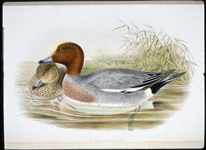 Widgeon (Mareca Penelope) (handfärgad litho) av John (after) Gould