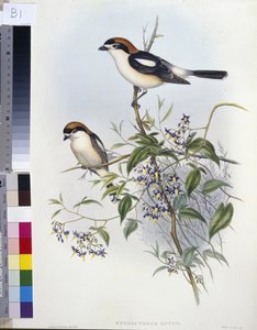 Träsnattskrike (Enneoctonus Rufus) (handfärgad litho) av John (after) Gould