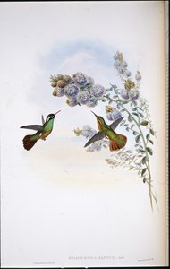 Xantus kolibri (Heliopaedica Xantusia) (handfärgad litho) av John (after) Gould