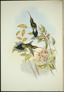 Yarquian Eremit (Phaerthornis Yarugui) (handfärgad litho) av John (after) Gould