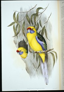Gulbukad parakit (platycercus flaviventris) (handfärgad litho) av John (after) Gould