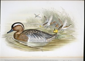 Querquedula Circia (handfärgad litho) av John (after) Gould