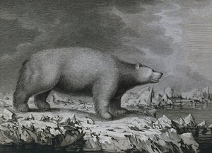 Isbjörn, gravyr av Peter Mazel efter teckning av John Webber (1750-1793) gjord under James Cooks tredje resa