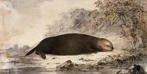 Sea Otter, gravyr efter teckning av John Webber (1750-1793) gjord under James Cooks tredje resa