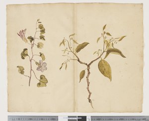 F.13 Ipomea Pes, get; Celtis paniculata, ca 1790-95 (akvarell och bläck på papper)