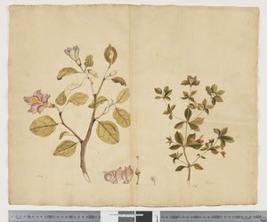 F.15 Lagunaria Patersonia; Alyxia gynopogon, ca 1790-95 (akvarell och bläck på papper)