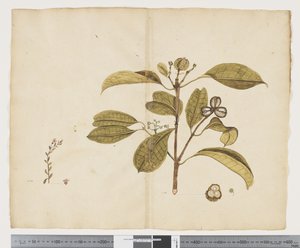 F.19 Samolus repens; Baloghia lucida, ca 1790-95 (bläck & akvarell på papper)